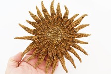 Beautiful Brown Large Multileg "Sunflower" Starfish 6" Beach Crafts Coastal Art 