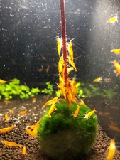 Neocaridina Ultra Gold