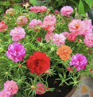 500 x MOSS ROSE DOUBLE - Portulaca grandiflora Seeds- Hanging Baskets Flower  | eBay