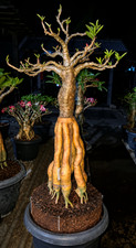 Custom order special adenium duhutran long co...