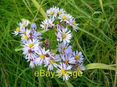 Foto 6x4 Sea Aster Forres Sea Aster (Astertripolium) auf dem Salzwiesen um 2007