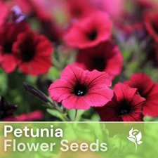1000+ Rosso Jaquard Petunia Seeds US SELLER Perennial Flowers Seed Annual Bulk