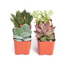 Unique Succulent Collection (4-Pack)