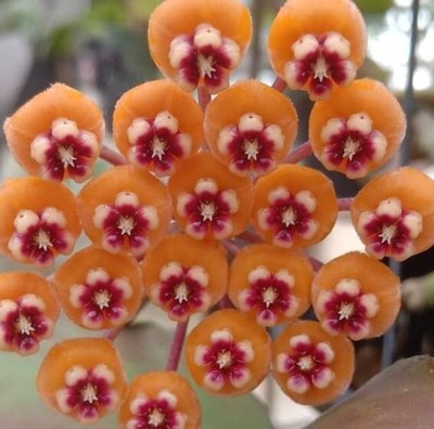 Hoya Waymaniae Malaysia Size 4'' Pot (Random) With Phytosanitary Cert.