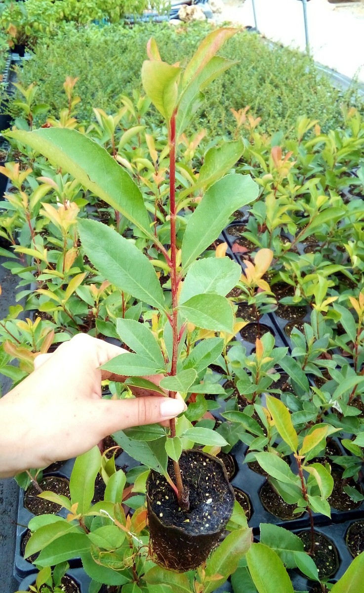 Photinia Red Robin In Vaso Biodegradabile - Pianta Da Siepe, Foglie Rosse, Altezza Variabile, Da Vivaio - Foto 6