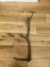 Red Deer Antler Horn