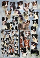 Border Collie Dog Gift Wrapping Paper By Starprint - One sheet plus gift card
