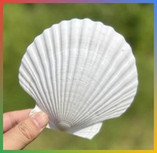 Large Scallop Shells 4-5 Inch Natural White Sea Beach Craft Decor Baking 10PCS