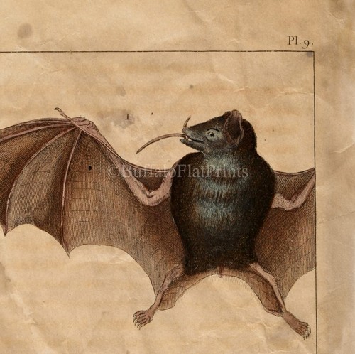 Spooky Bats Halloween Bats Poster Print Vintage Halloween Decor 12x18 - Picture 4 of 4
