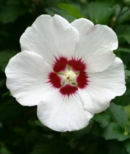Rose Of Sharon Hibiscus Live Plant With Roots