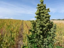 150 Cherry Vanilla Quinoa Seeds - Chenopodium quinoa - Non-GMO Ancient Grain!