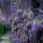 10 Chinese Wisteria Tree Seeds