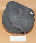Ectillaenus Katzeri Ordovicium trilobite - collection - resolution 1195 Bohemia