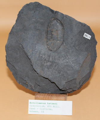 Ectillaenus Katzeri Ordovicium Trilobite - Sammlung - Auflösung 1195 Böhmen