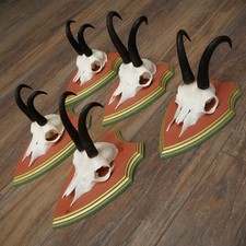 Antlers Camosci 5x Gamsen Bock Sl 19,6 CM Gemme Legno di Pino Scudo Trofeo