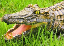 Krokodil Alligator Tiech Gartenfigur Garten Dekoration Gartenteich Deko Figur