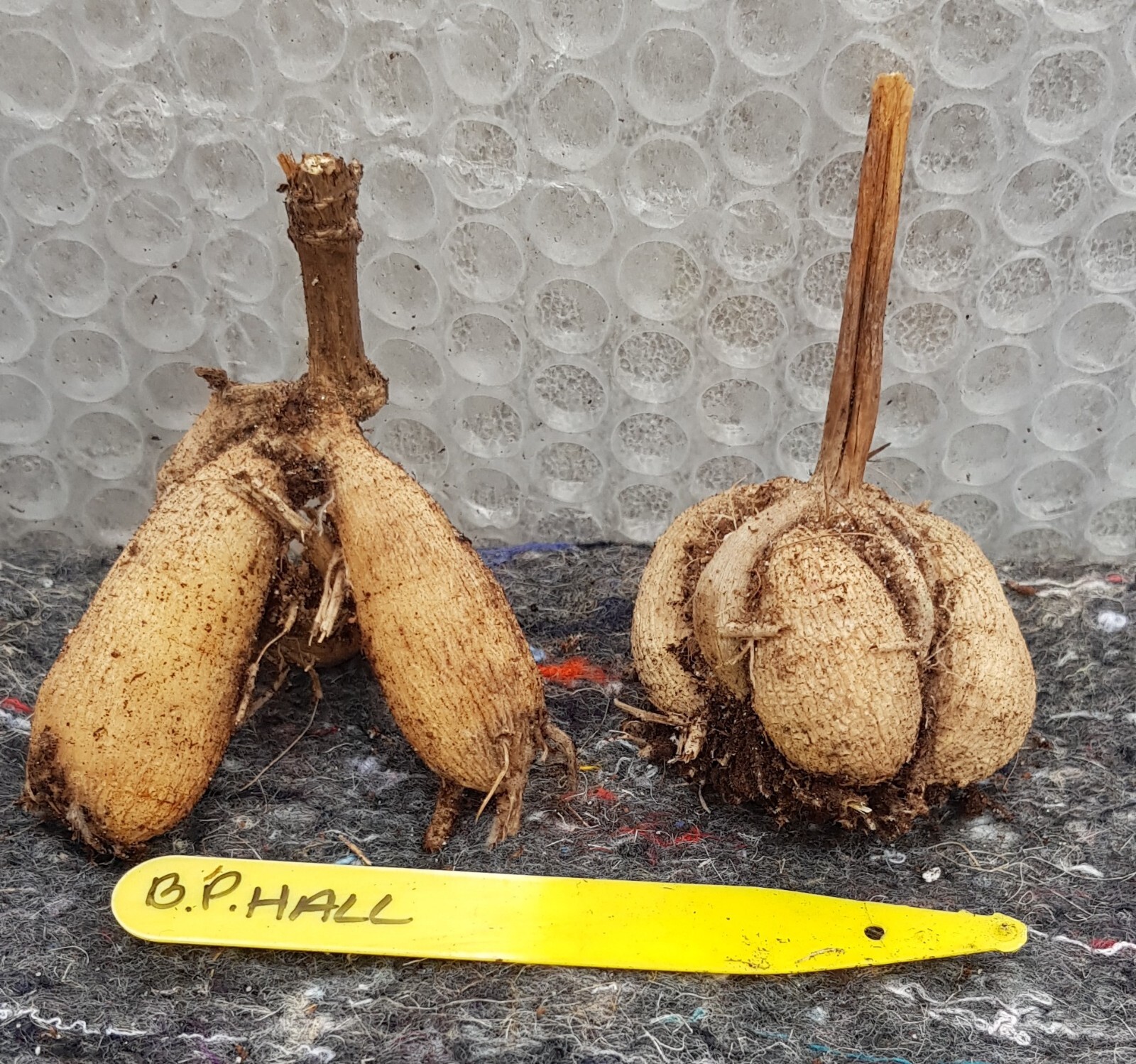 2 Dahlia Pot Tubers Barbarry Primrose Hall eBay