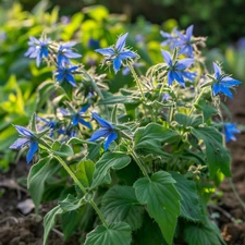Borage Seeds, Blue Starflower, Non-GMO, Attracts Pollinators, Free Shipping