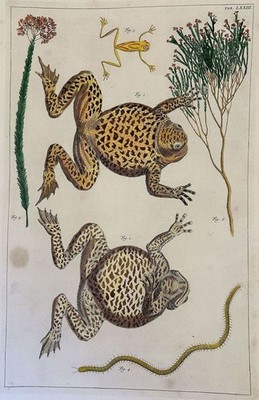 Albertus Seba Grenouilles Frogs Crapauds Cabinet De Curiosités 1734