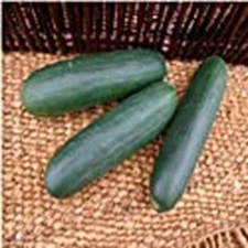 Rockingham Cucumbers Seeds (((25 Seed Packet))) (More Heirloom, Organic, Non GMO