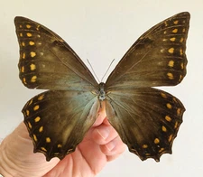 MORPHO AMPHITRYON ATTALI !!****RARITY MALE Nr. 4 131 mm ****Ecuador