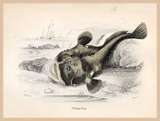 8639.Decoration Poster.Home Room wall art design.Frog fish.Nature Sea Decor