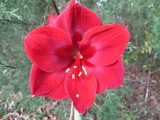 1 Amaryllis Bulb Midnight Hippeastrum 6-12 cm. in circumference hybrid plant
