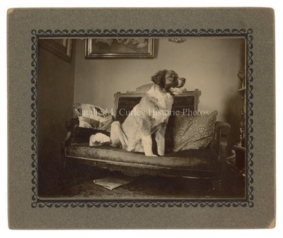 1900s St. Bernard Dog Victorian Eastlake Interior Photos PR