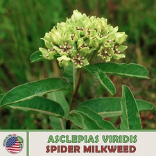 20 Spider Milkweed Seeds, Monarch Butterfly Attractor & Host Plant, Genuine USA