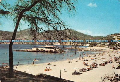 D124874 Camp de Mar Mallorca Baleares Espana Fotos y Realizacion Flor de Almender