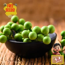 Fresh Pea Eggplant Seeds | Thai | Makheua Phuang | Heirloom Non-GMO | Vegetable