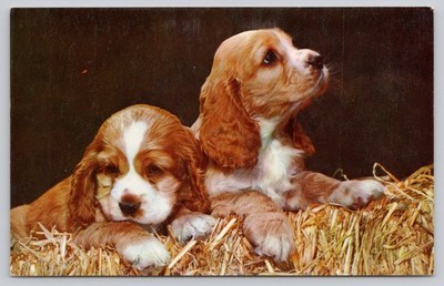 Vintage Photochrome Postcard of Adorable Spaniel Puppies by Donic Art