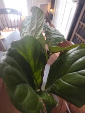 Live Potted Fiddle Leaf Fig Multi Stem In 8 Inch Pot Large Plant Home Garden