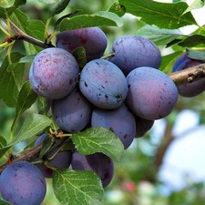 Pflaumenbaum Jojo - Winterharte Obstbaum Pflanze 80/140 cm Pflaume