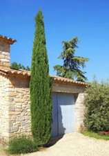 Cupressus sempervirens 'Totem'  Italian Cypress, beautiful tree In 19