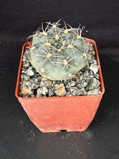 Gymnocalycium marianae, cactus plant
