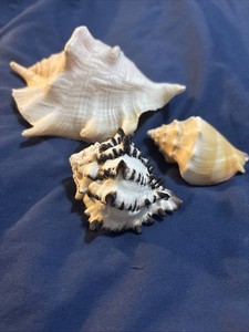Set of 3 Beach Decor Large Conch Shell 2 Smaller Conch Shells Lot A