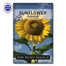 Sunflower Seeds Mammoth Non GMO Heirloom Grow Giant Bright Yellow Blooms Plant