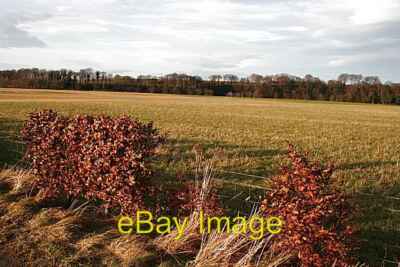 Photo 6x4 Hedgerow at Dipple Fochabers The fields here all are lined by n c2008