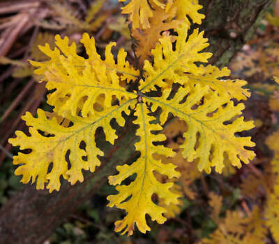 Quercus frainetto -