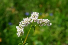 Buckwheat Seeds - Nutrient-Dense, Fast-Growing Green Manure & Cover Crop