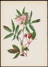 1879 Meehan Flowers US Antique Botanical Print Rosa Carolina Swamp Rose #43