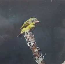 Young Wood Peewee Just Out Of Nest, c1940 Magic Lantern Glass Slide