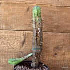 D4596 EUPHORBIA PILLANSI pot14-H27-W11 cm MaMa Cactus