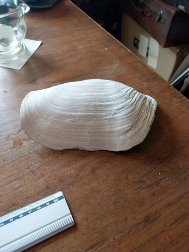 Giant Clam Shell Panopea - Picture 2 of 7