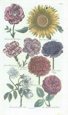 1757 Botanical ROSE HELIANTHUS POPPY CARNATION John Hill Pl 45 (EG27)