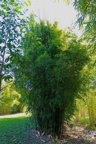 50 Gracilis Bamboo Seeds Privacy Plant Garden Clumping Shade Screen US SELLER