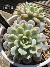 Echeveria Minima Variegated leaf cuttings for propagation by Lauii