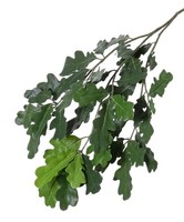 Artplants KüNstlicher Zweig Eiche Kalli, Crossdoor, 70Cm