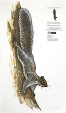 NRA Squirrel Life-Size Game Targets (HF 07980), 14" x 24" (15 rolled)